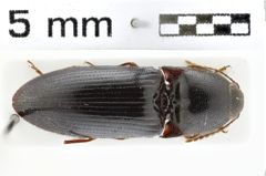 Foto (Dorsalansicht) von Propsephus nigripilis (NHMW-ZOO-COL-0010985)